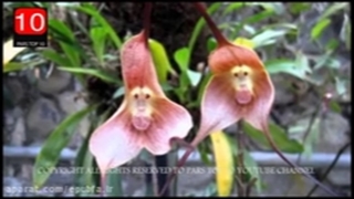 چند تا از عجیب ترین گیاهان