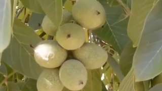 بهترین نهال گردو خوشه ای ۰۹۱۴۸۲۸۶۳۴۱