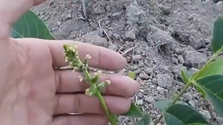 بهترین نهال گردو اصلاح شده ۰۹۱۴۸۲۸۶۳۴۱