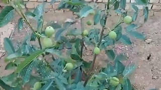 فروش نهال گردو چندلر ۰۹۱۴۸۲۸۶۳۴۱