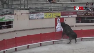 حمله گاو نر وحشی به افراد و مربی در کشور امریکا