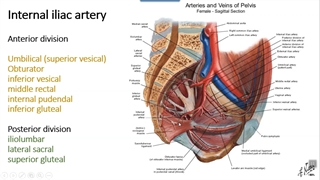 شریان اینترنال ایلیاک. پزشکی