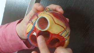 عملی قلب و عروق 6. پزشکی