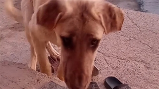 ۳ ماهه هست کم مونده از من بزرگ بشه مادرش را دیدم ۱۵ بار گاز گرفت منو شانس ندارم