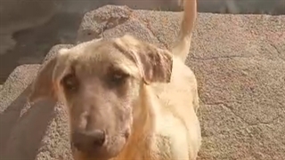 ماجرا های منو سگم امروز پسر داییم داد به من ولی منم سگ گرگی را دادم