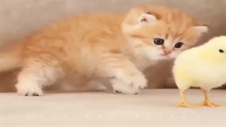 دوستی بامزه گربه و جوجه