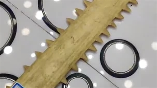 سماک المنشار التحنیط