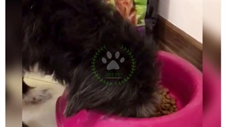 غذای خشک پریمیوم سگ " هاپسان" hopsun dog dry food