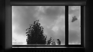 واپسین رخشاره (فیلم) عباس کیارستمی - بیست و چهار قاب - پاره دوم