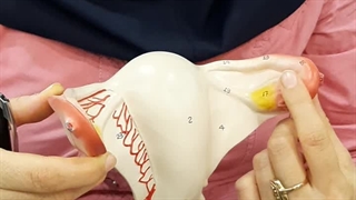 عملی تناسلی(زنانه-قسمت02) پزشکی