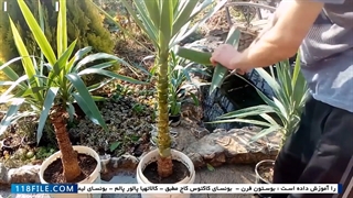 پیوند زدن گیاهان -(روش نگهداری بونسای)