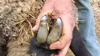 چیدن سم گوسفند