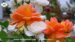 باغ گل رز در کشور ژاپن