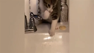 صحنه های خنده دار سگ و گربه ها