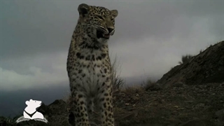 رفتار پلنگ های نر و ماده در اوایل فصل جفتگیری