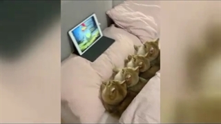 علاقه عجیب ۴ بچهگربه به تماشای «تام و جری»