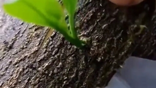 پیوند نهال با روش های عالی و جذاب