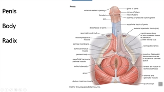 دستگاه تناسلی مذکر 2. پزشکی