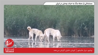 سگ‌های ولگرد در نیزار عالیشهر بوشهر