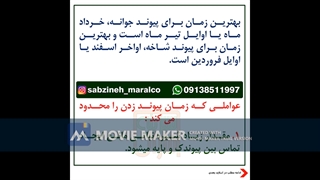بهترین زمان پیوند زدن_مشاوره ی واساپ09138511997_سبزینه مارال
