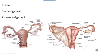 دستگاه تناسلی مونث. پزشکی