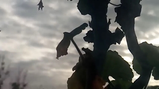 فیلمبردار-حسام الدین شفیعیان