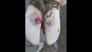 لنگش -شرکت تعاونی کشاورزی گاوداران اصفهان