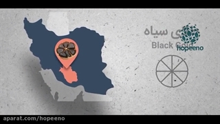 سیر سیاه چیست؟