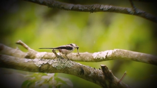 سریال مشت زدن به عشق شعله کشیدن قسمت آخر با زیر نویس فارسی