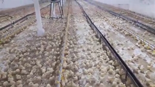 پرورش مرغ گوشتی در سه واحد به ظرفیت 90 هزار قطعه