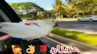 کلیپ صبح بخیر با صدای پرندگان