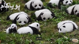 حیات وحش - تازه متولد‌شده‌ها