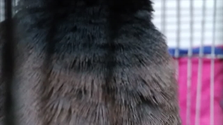 مرغ مینا سخنگو باور نکردنی ۲۵کلمه