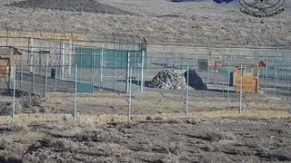 جفتگیری دو یوزپلنگ آسیایی در سایت تکثیر پارک ملی توران