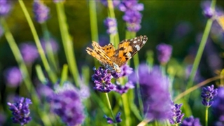 Relaxing Sounds For Meditation