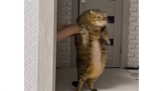 کیوت_