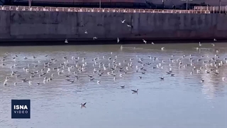 «کاکایی سرسیاه»، مهمانان این روزهای شیراز