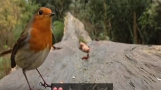 محمدرضا شجریان - آخر از راه دل و دیده...