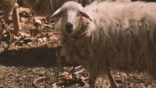 انواع نژاد گوسفند