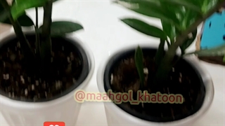 علت پاجوش نزدن زاموفیلیا کود برای فصل سریع مخصوص بهترین رشد تکنیک درخانه روش محرک پاجوش دهی سیتوکینین کرج