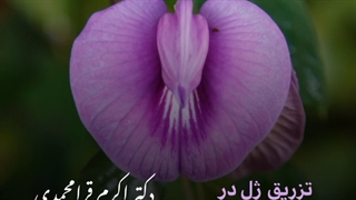 تزریق ژل در ناحیه ژنیتال