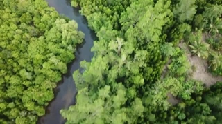 14-Minute Relaxing Jungle Meditation | Condé Nast Traveler