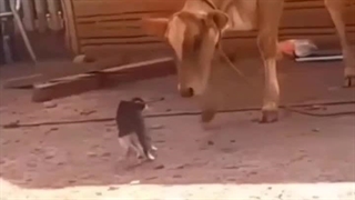 فقط وفقط واسه خندهاتون گذاشتم