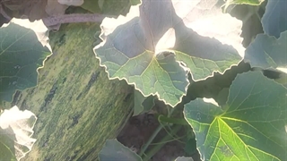 برداشت زیبای خربزه محلی