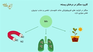 کاربرد سولفات منگنز برای درختان پسته