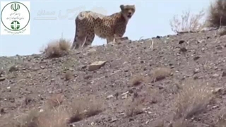 پسر «خورشید» تلف شد