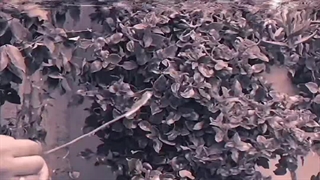 سنتور نوازی چهار مضراب تولد از اردوان کامکار