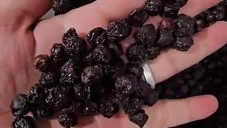 آلبالو خشک امسالی