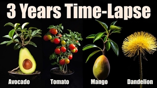 دنیای گیاهان در حال رشد در این 15 دقیقه