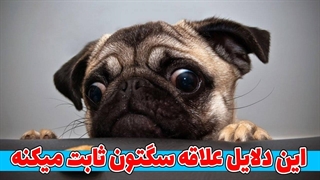 این دلایل نشون میده که سگتون به شما علاقه داره و شما را از خودش میدونه!*